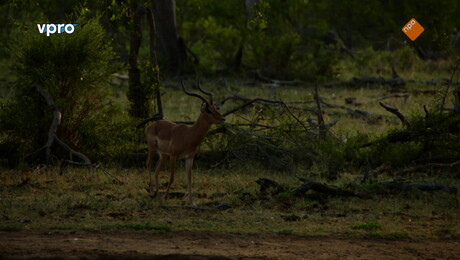 Freeks wilde wereld | Spektakel op safari